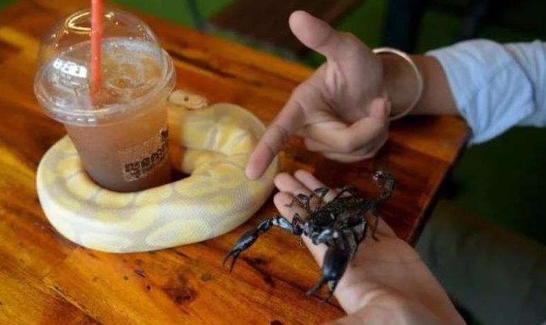 猫生不自由,宠物打工中 猫生不自由,宠物打工中