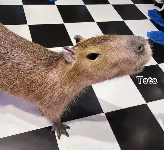 猫生不自由,宠物打工中 猫生不自由,宠物打工中