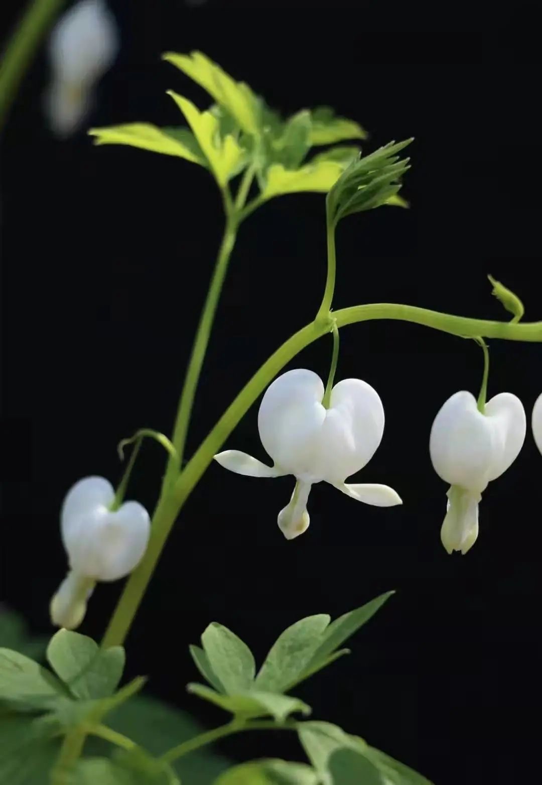 微信里竟然能免费体验这么多AI功能!