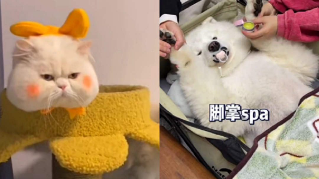 狗屁屁抹腮红，猫眼睛涂精华，宠物美妆你不懂
