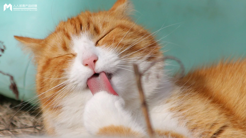 宠物行业发展现状分析:宠物app是新的红海吗?